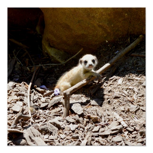 Poster Petit bébé Meerkat, (Devant)