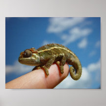 Petit Chameleon