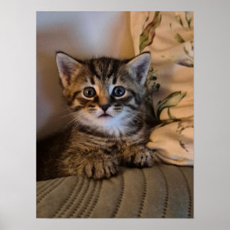 Poster Petit chaton