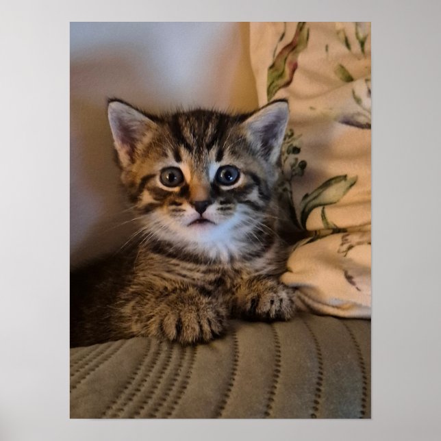 Poster Petit chaton (Devant)