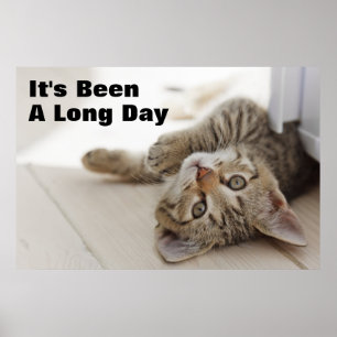 Poster Petit chaton mignon