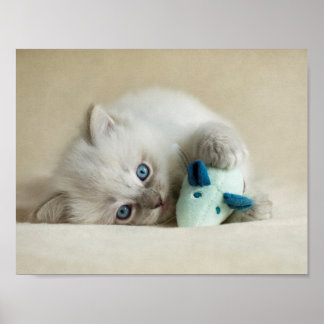 Poster Petit chaton Ragdoll de 6 semaines