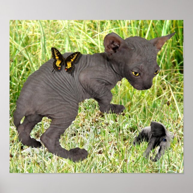 Poster petit chaton sphynx gris voit un éléphant (Devant)