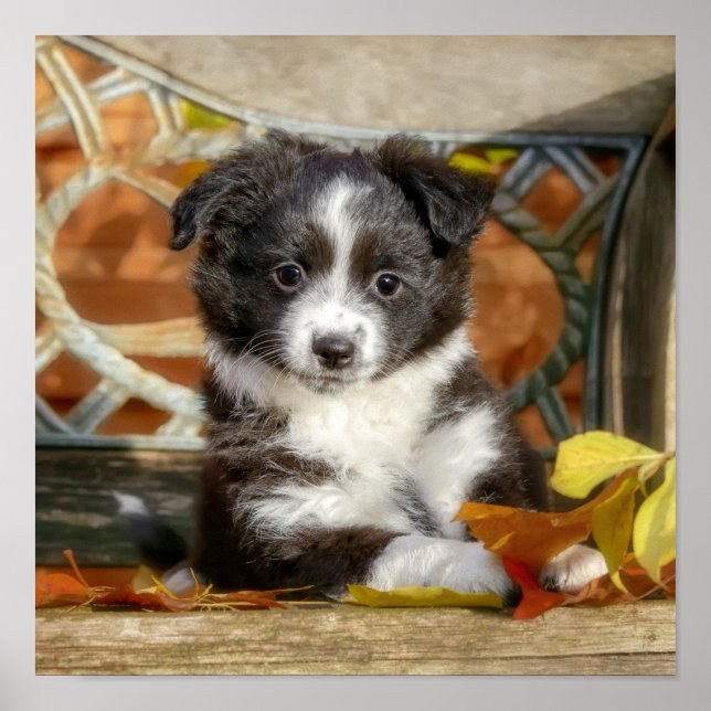 Poster Petit Chien Chien Chien Mignonne Mini Aussie Chien (Devant)