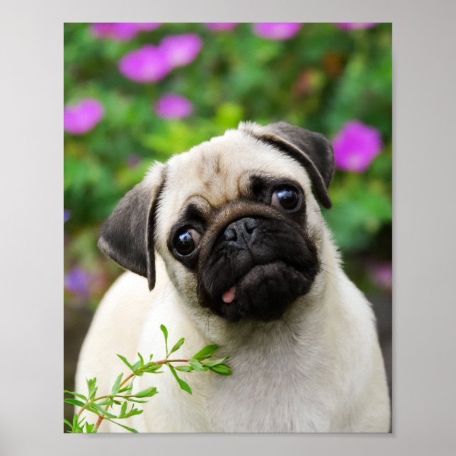 Poster Petit chiot au carlin pâle mignon (Devant)