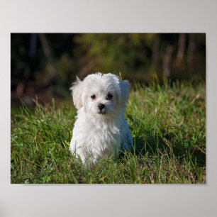Poster Petit chiot blanc