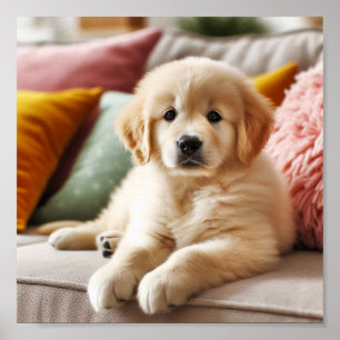 Poster Petit chiot Golden Retriever