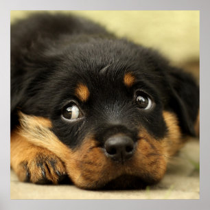 Poster Petit chiot rottweiler mignon