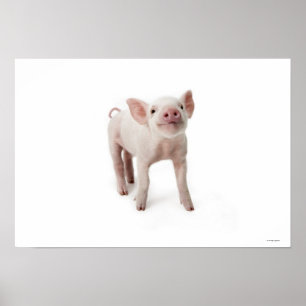 Poster Petit cochon