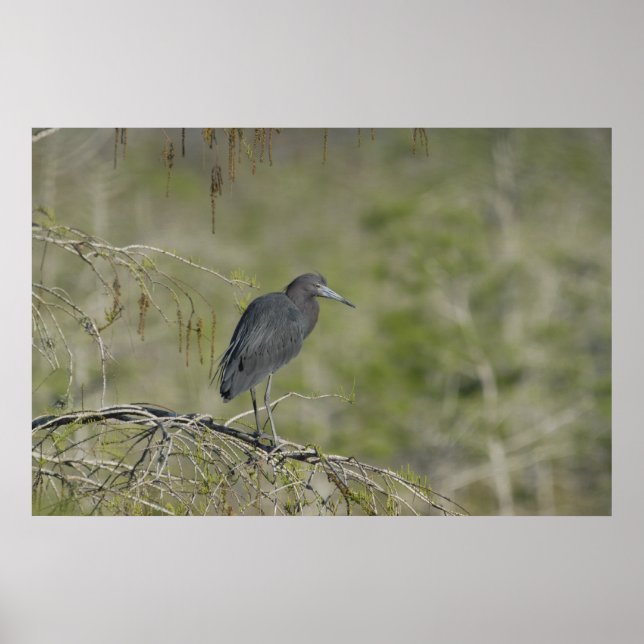 Poster Petit Héron bleu Everglades Parc National (Devant)