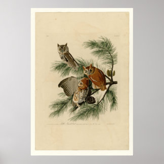 Poster Petit hibou à crâne