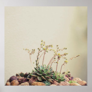 POSTER PETIT JARDIN SUCCULENT