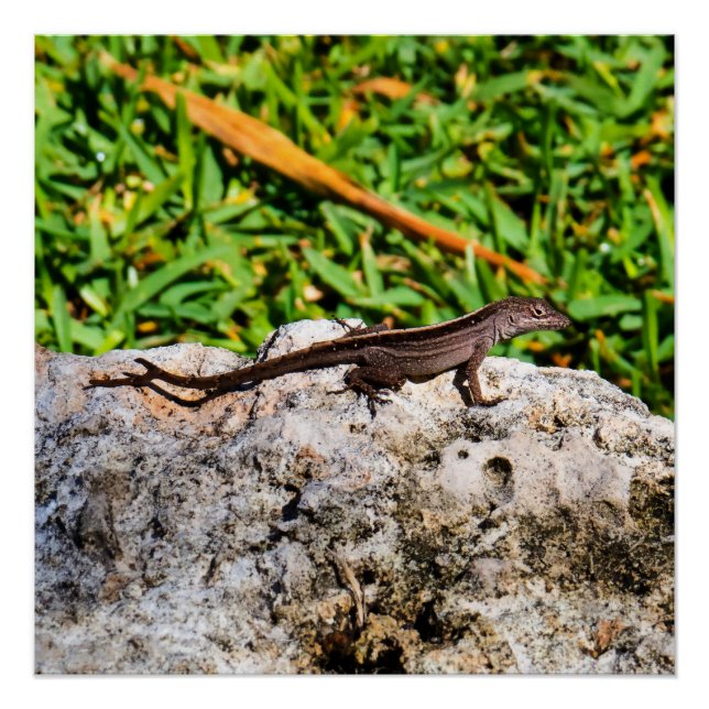 Poster Petit Lézard Au Soleil (Devant)