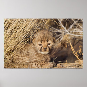 Poster Petit mâle de 19 jours. Namibie