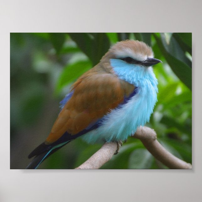 POSTER PETIT OISEAU BLEU BLEU BROWN BLANC NOIR ADORAB (Devant)
