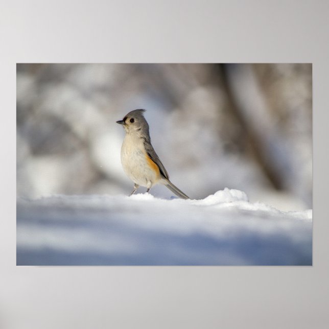 Poster Petit Oiseau de tirelire touffeté dans la neige (Devant)