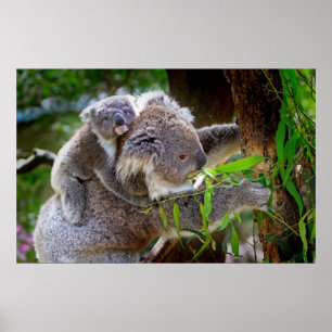 Poster Petit ours koala bébé avec maman dans un arbre