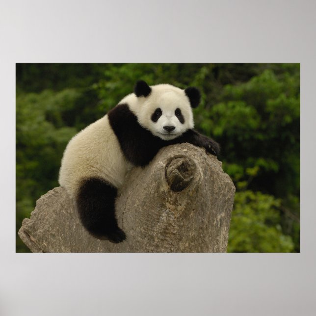 Poster Petit panda géant (Devant)