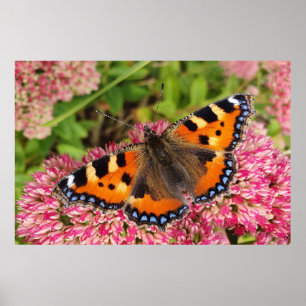 Poster Petit papillon Tortoiseshell