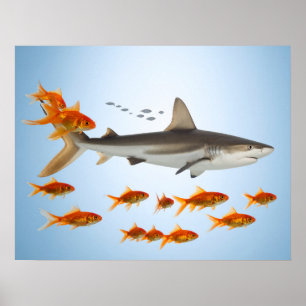 Poster « Petit poisson rouge, grosse énergie de requin »