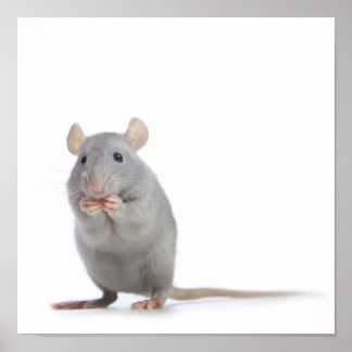 Poster Petit rat