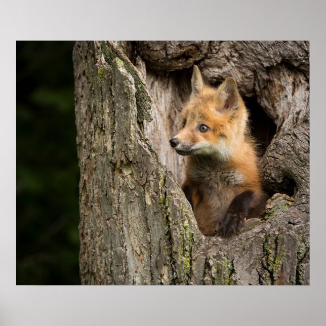 Poster Petit Renard rouge dans un arbre Hollow (Devant)