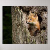 Petit Renard Rouge dans un Creux d'Arbre