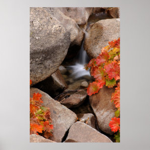 Poster Petit ruisseau en automne, Californie