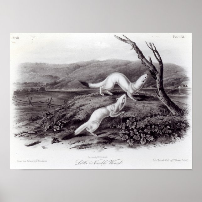 Poster Petit Weasel (Devant)