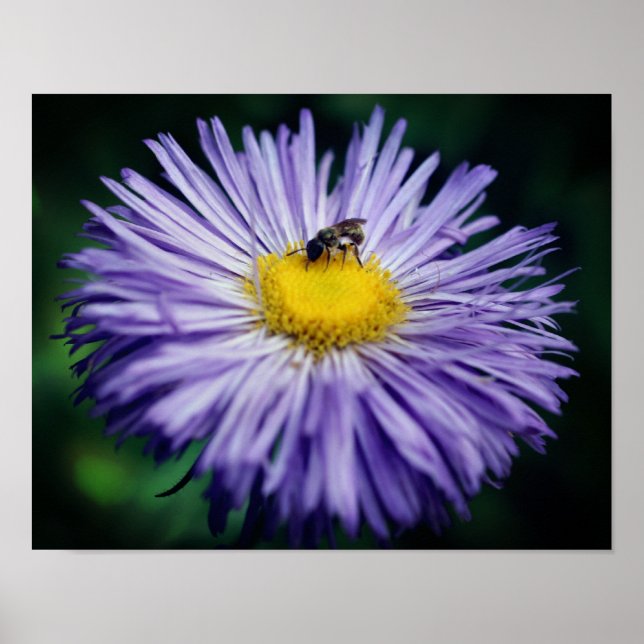 Poster Petite Abeille Sur Fleur Aster Violet (Devant)