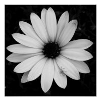 Petite araignée noire et blanche sur fleur