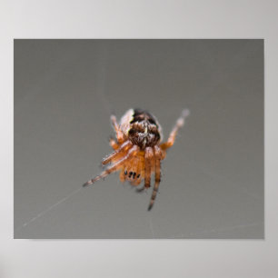 Poster Petite araignée orange 