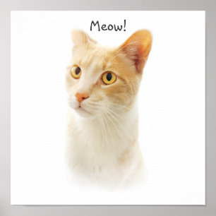 Poster Petite chatte blonde s'interrogeant