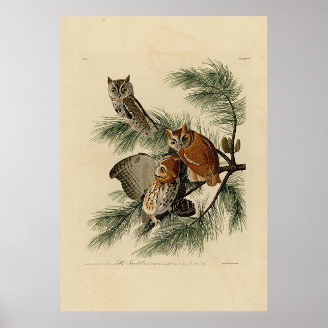 Poster Petite chouette à cris des oiseaux d'Amérique d'Au (Devant)