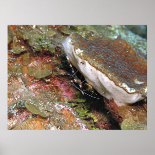 Poster Petite crevette de corail