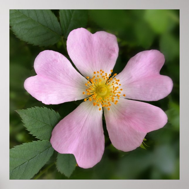 Poster petite fleur rose (Devant)