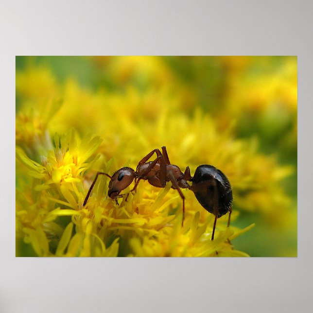 Poster Petite fourmi sur Goldenrod (Devant)