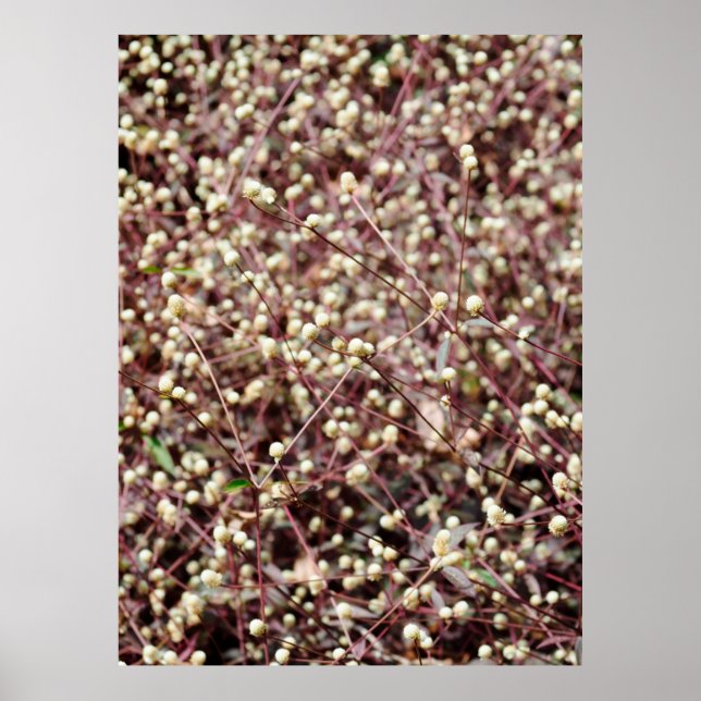 Poster Petite petite boule mignonne en forme de buisson b (Devant)