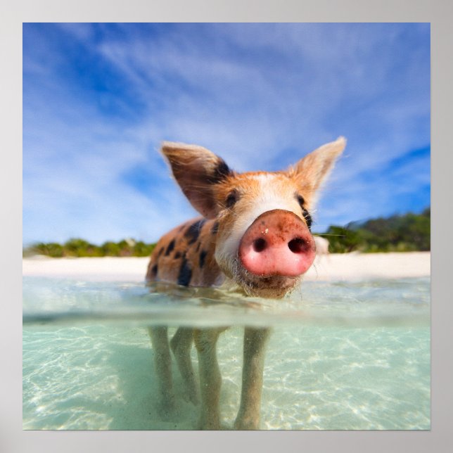 Poster Petite porcelet (Devant)