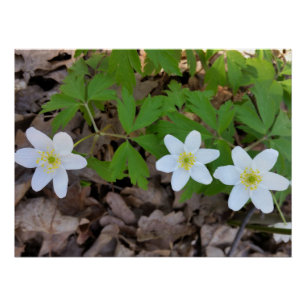 Poster petites fleurs blanches