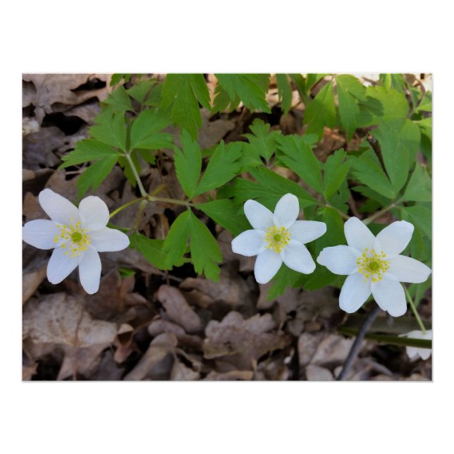 Poster petites fleurs blanches (Devant)