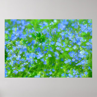 POSTER PETITES FLEURS BLEUES