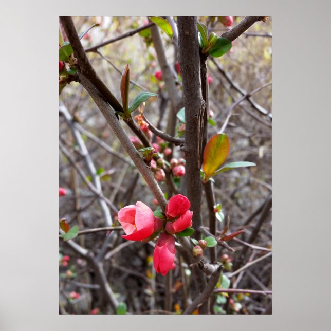 Poster petites fleurs rouges (Devant)