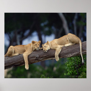 Poster Petits animaux de lion se trouvant sur la branche
