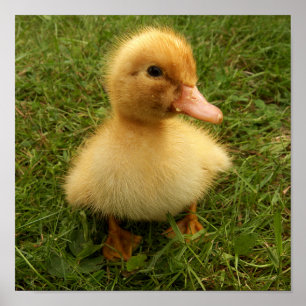 Poster petits oiseaux