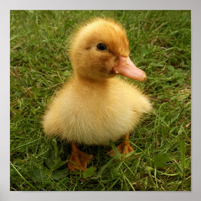Poster petits oiseaux (Devant)