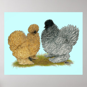 Poster Petits poulets