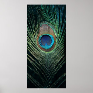 Poster Pétoncle foncé Plumes de la vie morte