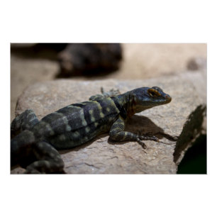 Poster Petrosaurus thalassinus