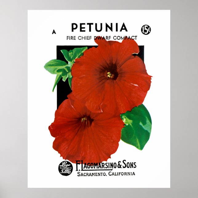 Poster Petunia (Devant)